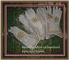 Bishop's gloves in all Liturgical Colours